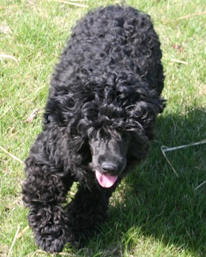 Miniature poodle puppy